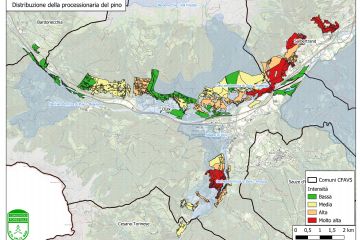 Areale di distribuzione della pocessionaria del pino in Alta Valle Susa